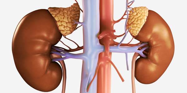How to Increase Energy & Reduce Fatigue with Kidney Massage