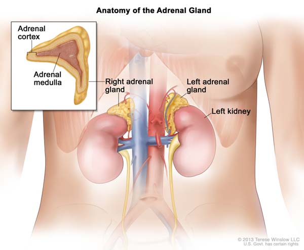 adrenal glands in relation to body